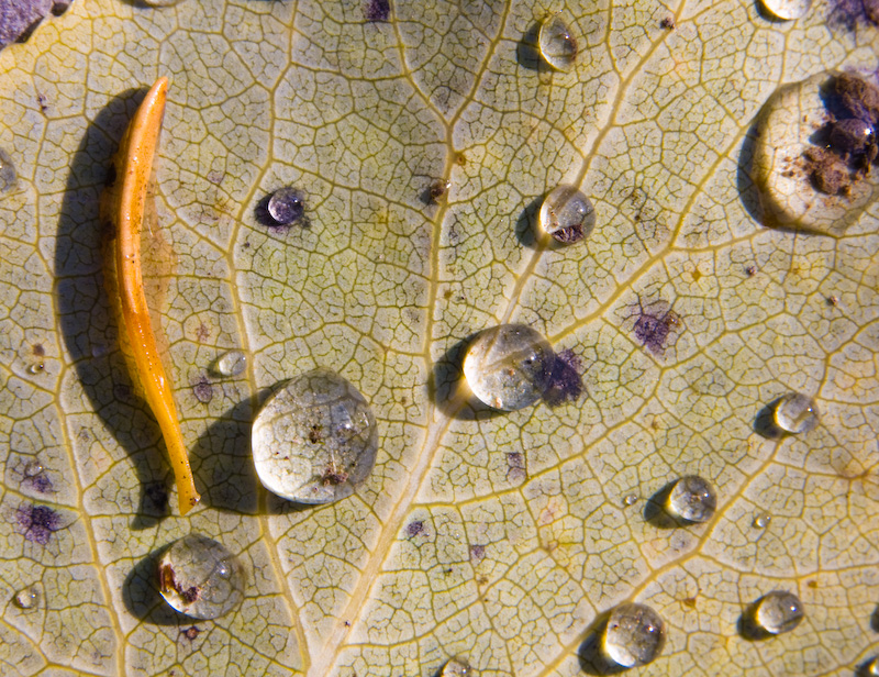 Raindrops On Fallen Leaf